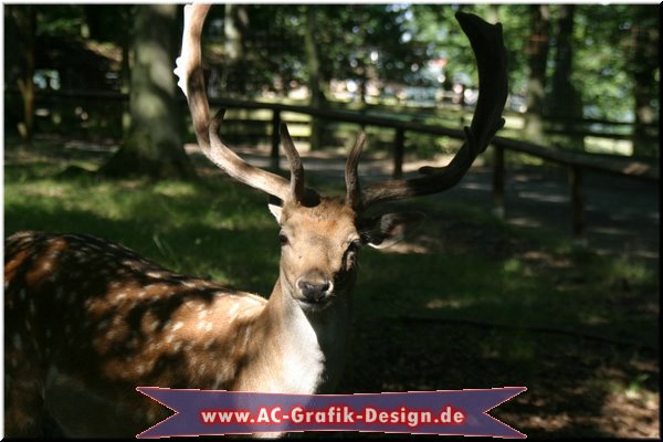 natur (29).JPG