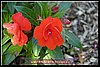 natur (26).JPG